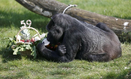 Gorila tertua di dunia rayakan ulang tahun ke-59