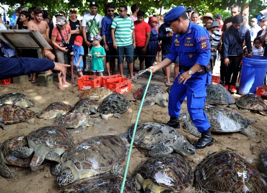 Ditpolair Polda Bali lepas 30 penyu hijau selundupan dari Madura