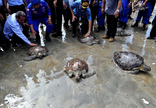 Ditpolair Polda Bali lepas 30 penyu hijau selundupan dari Madura