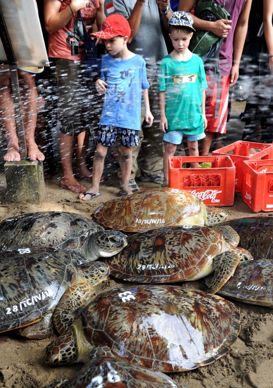 Ditpolair Polda Bali lepas 30 penyu hijau selundupan dari Madura