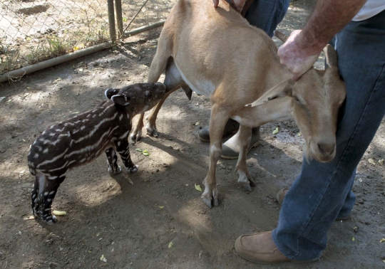 Ditinggalkan induknya, anak tapir ini nyusu ke kambing