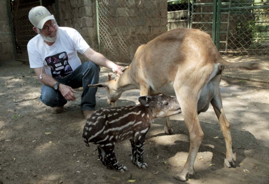 Ditinggalkan induknya, anak tapir ini nyusu ke kambing