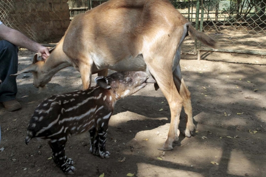 Ditinggalkan induknya, anak tapir ini nyusu ke kambing