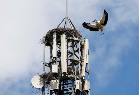 Di Spanyol, tempat ini jadi perkembangbiakan burung-burung bangau