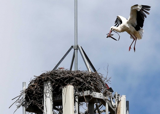 Di Spanyol, tempat ini jadi perkembangbiakan burung-burung bangau