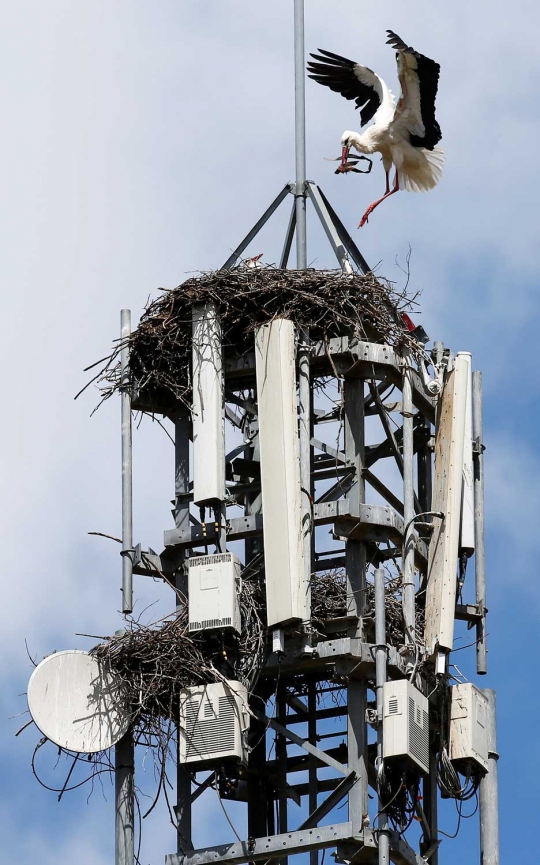 Di Spanyol, tempat ini jadi perkembangbiakan burung-burung bangau