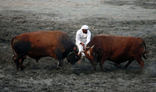 Keseruan adu banteng tradisional Uni Emirat Arab