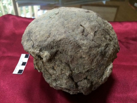 Ini penampakan detail temuan fosil tengkorak Homo Erectus di Sragen