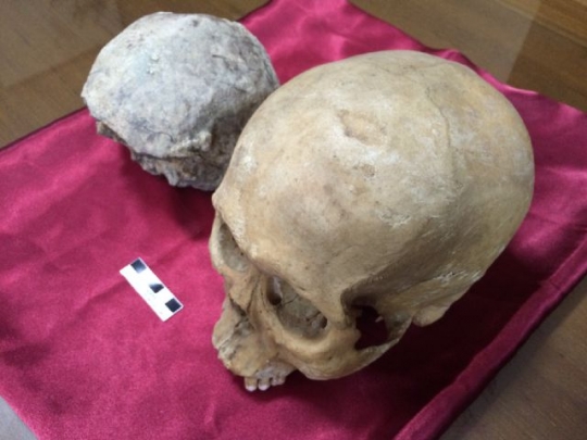 Ini penampakan detail temuan fosil tengkorak Homo Erectus di Sragen
