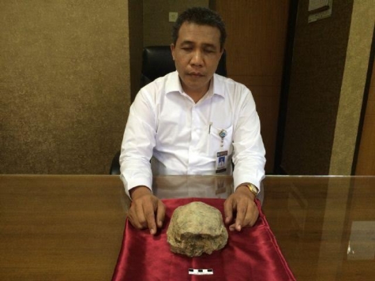 Ini penampakan detail temuan fosil tengkorak Homo Erectus di Sragen