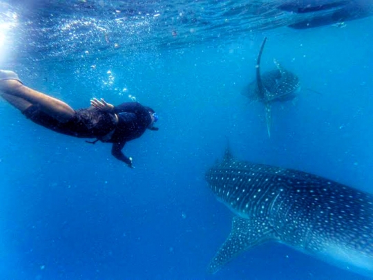 Snorkeling menegangkan bersama kawanan hiu paus di Gorontalo