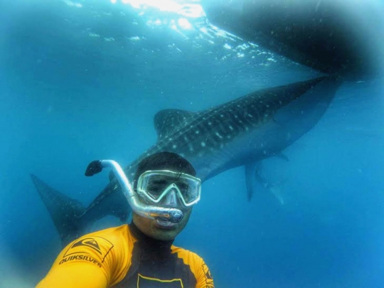 Snorkeling menegangkan bersama kawanan hiu paus di Gorontalo