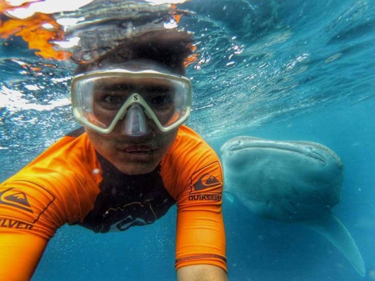 Snorkeling menegangkan bersama kawanan hiu paus di Gorontalo
