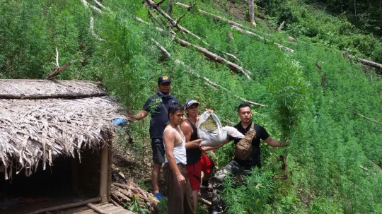 Penemuan 5 hektare ladang ganja di Mandailing Natal