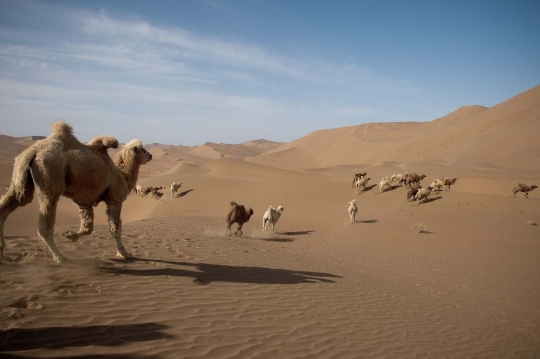 Menelusuri gersangnya trek off-road Silk Way Rally di Jalur Sutra