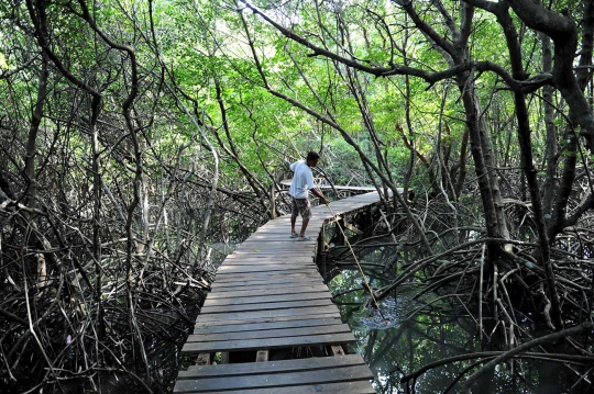 Jalan-jalan menelusuri keasrian hutan bakau di Denpasar