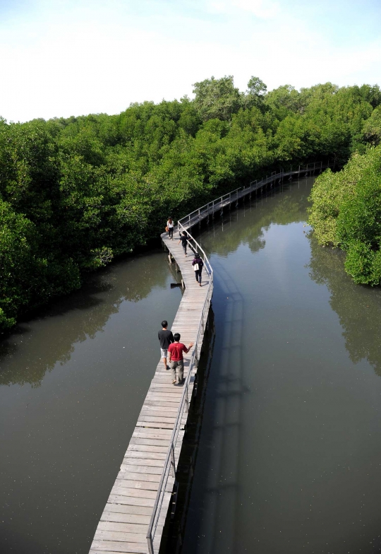 Jalan-jalan menelusuri keasrian hutan bakau di Denpasar