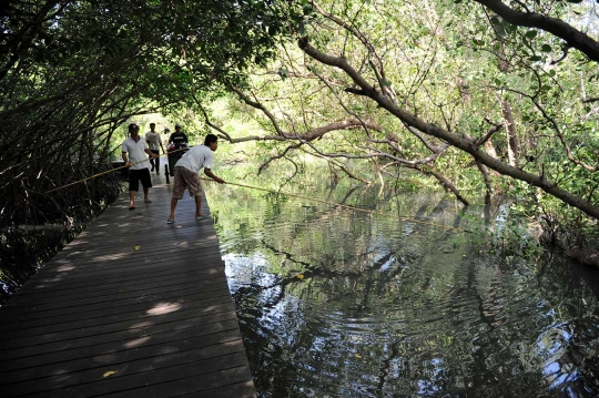 Jalan-jalan menelusuri keasrian hutan bakau di Denpasar