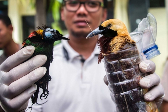 Nasib miris burung langka Papua diselundupkan di dalam botol