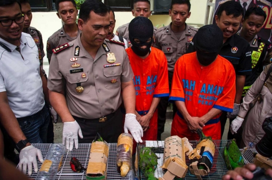 Nasib miris burung langka Papua diselundupkan di dalam botol