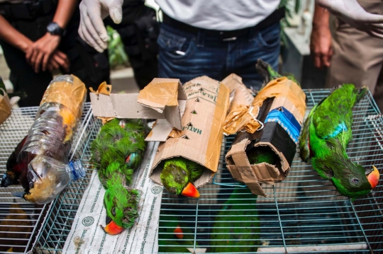 Nasib miris burung langka Papua diselundupkan di dalam botol