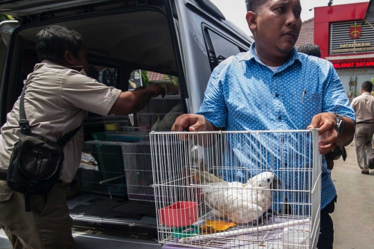 Nasib miris burung langka Papua diselundupkan di dalam botol