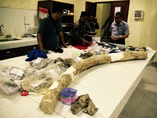 Ini fosil gading gajah raksasa yang ditemukan di Grobogan