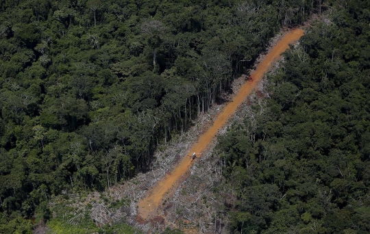 Meratapi kondisi Hutan Amazon rusak akibat keserakahan manusia