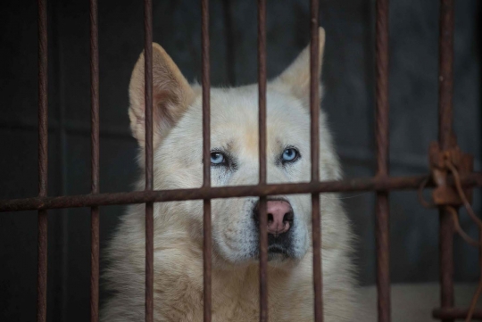 Sadis, ribuan anjing di Korea Selatan ini akan dijadikan makanan