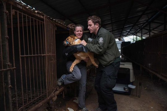 Sadis, ribuan anjing di Korea Selatan ini akan dijadikan makanan