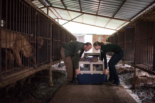 Sadis, ribuan anjing di Korea Selatan ini akan dijadikan makanan