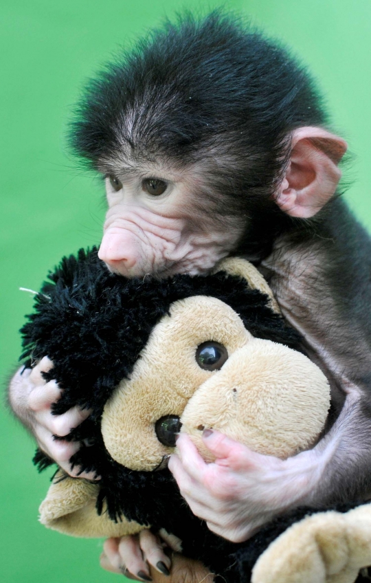 Wajah gemas bayi babun di India saat bermain boneka