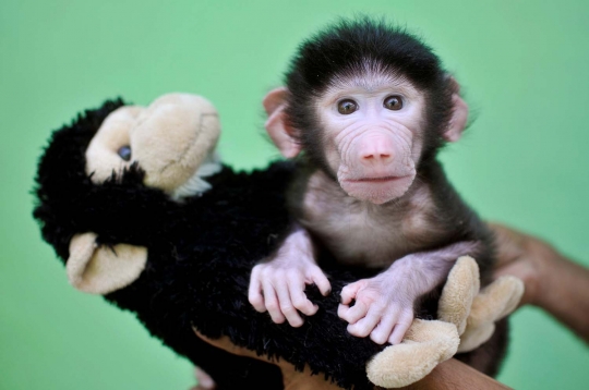 Wajah gemas bayi babun di India saat bermain boneka