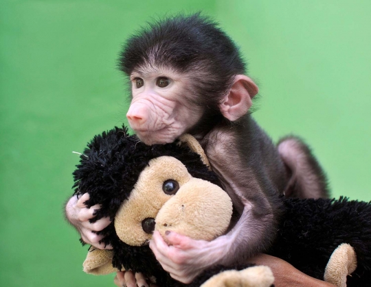 Wajah gemas bayi babun di India saat bermain boneka