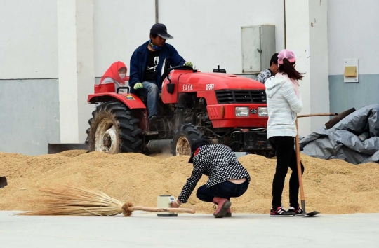 Mengintip produksi beras halal di China