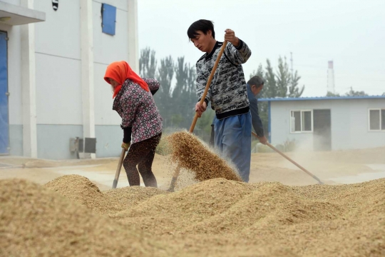 Mengintip produksi beras halal di China