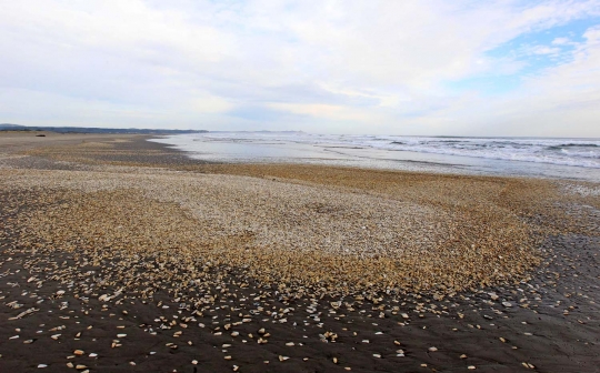 Fenomena puluhan ribu kerang terdampar di Pulau Chiloe