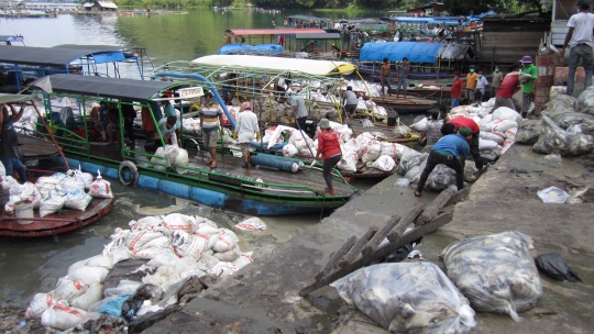 Kondisi miris ribuan ton ikan mati di Danau Toba