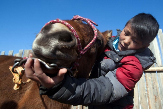 Aksi anak-anak Mongolia balapan kuda di tengah gurun salju
