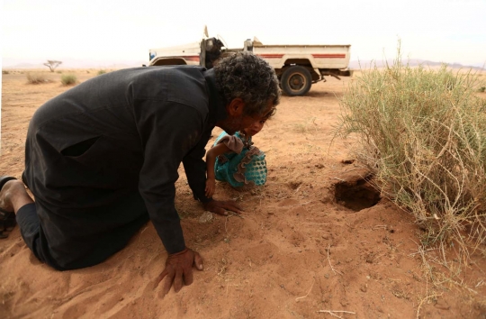 Melihat lebih dekat perburuan biawak di gurun pasir Arab Saudi