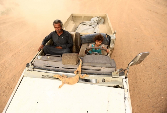 Melihat lebih dekat perburuan biawak di gurun pasir Arab Saudi