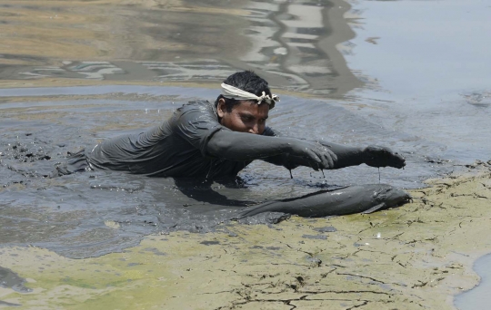 Berburu ratusan lele jumbo di danau kering India