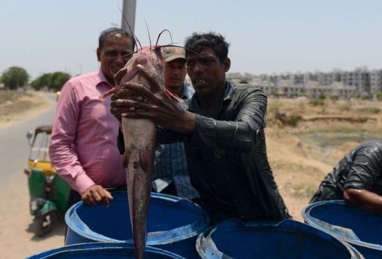 Berburu ratusan lele jumbo di danau kering India