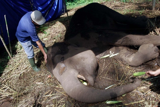 Begini kondisi mengenaskan Gajah Yani sebelum mati