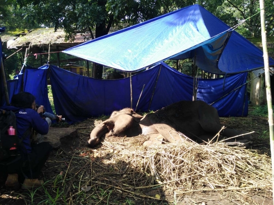 Begini kondisi mengenaskan Gajah Yani sebelum mati