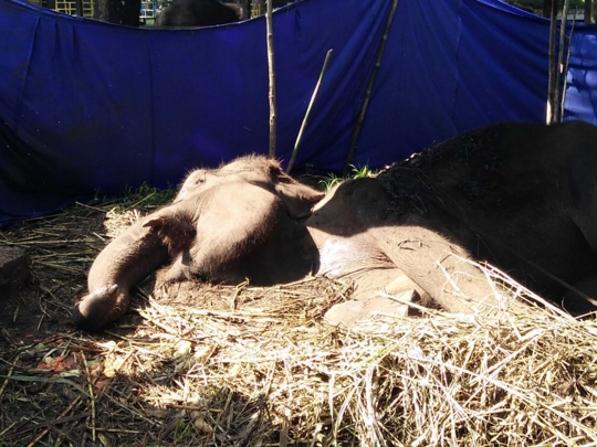 Begini kondisi mengenaskan Gajah Yani sebelum mati