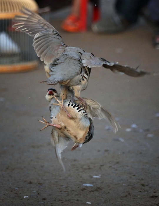 Unik dan seru pertarungan burung partridge ala warga Irak