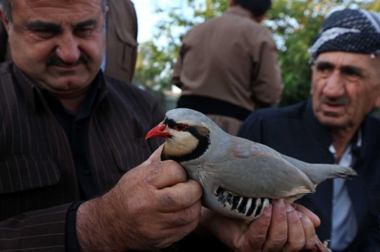 Unik dan seru pertarungan burung partridge ala warga Irak