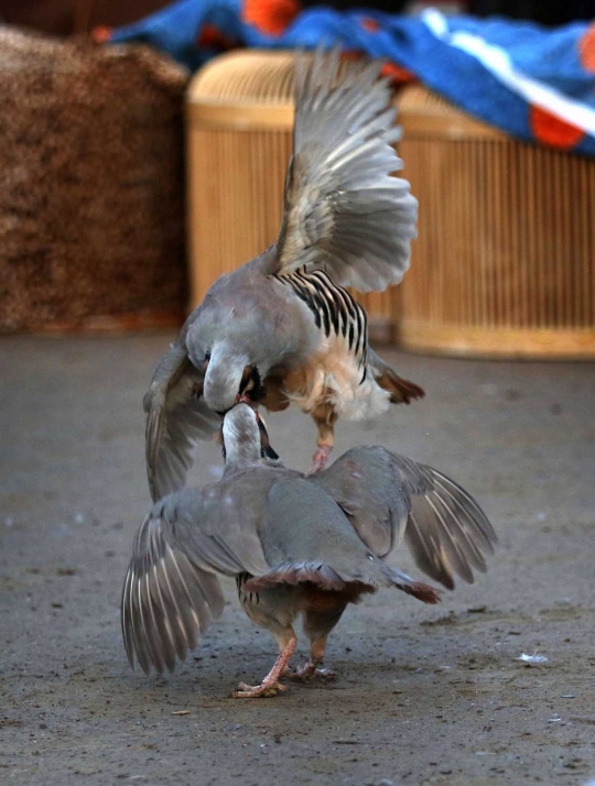 Unik dan seru pertarungan burung partridge ala warga Irak