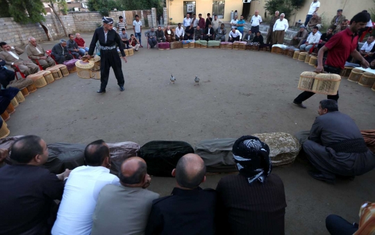 Unik dan seru pertarungan burung partridge ala warga Irak